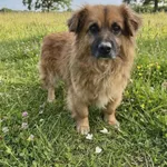 Pies do adopcji, Ropczyce, 13 maja 2026