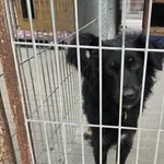 Pies do adopcji, Gorzów Wielkopolski, 12 maja 2026