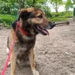 Pies do adopcji, Ropczyce, 13 maja 2026