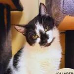 Kalarepa
