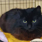 Czarnulka