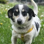 Jack Russell terrier czarno biała