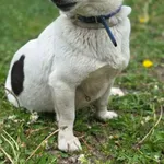 sunia Jack Russell terrier
