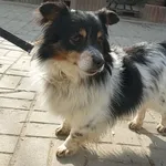 Pies do adopcji, Konin, 18 listopada 2025