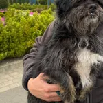 Pies do adopcji, Ciosny, 18 maja 2026
