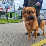 Znaleziono psa, Bydgoszcz, 14 maja 2026