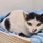 Kot do adopcji, Chełmek, 19 maja 2026
