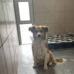 Helios