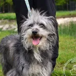 Lulu