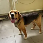 Pies do adopcji, Choszczno, 22 maja 2026