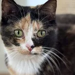 Kot do adopcji, Pieczyska, 21 maja 2026