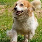 Pies do adopcji, Sopot, 22 maja 2026