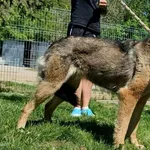 Znaleziono kota, Pieckowo, 22 maja 2026
