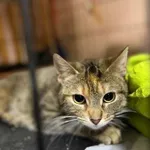 Kot do adopcji, Głowno, 23 maja 2026