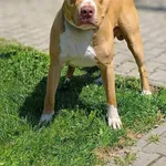 Samson..