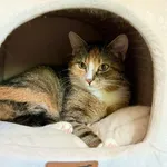 Kot do adopcji, Głowno, 23 maja 2026