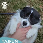 Tajfun