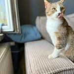 Kot do adopcji, Głowno, 23 maja 2026