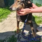 Pies do adopcji, Nowy Dwór Mazowiecki, 25 maja 2026
