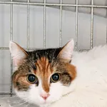 Nela