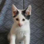 Kot do adopcji, Nowy Dwór Mazowiecki, 25 maja 2026