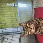 Kot do adopcji, Racibórz, 22 maja 2026
