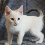 Kot do adopcji, Nowy Dwór Mazowiecki, 25 maja 2026