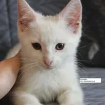 Kot do adopcji, Nowy Dwór Mazowiecki, 25 maja 2026