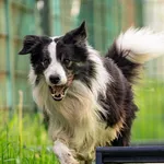 Poznajcie Syriusza! To młody, zaledwie 2-letni samiec rasy border collie, który trafił pod skrzydła naszego schroniska i z nadzieją wypatruje nowej, kochającej rodziny. ​Syriusz to klasyczny przedst