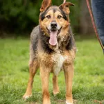 Pies do adopcji, Bełchatów, 19 października 2017