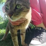 Mirabelka