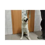 Nala