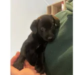 Negra