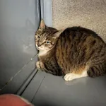 Kot do adopcji, Ciosny, 21 maja 2026
