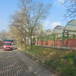 Pies do adopcji, Bydgoszcz, 27 maja 2026