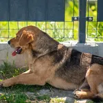 Pies do adopcji, Racławice, 26 maja 2026
