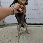 Pupilek
