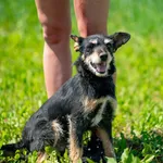 Pies do adopcji, Racławice, 22 maja 2026