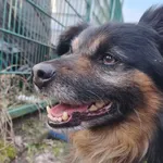 Pimpuś to ośmioletni psiak, który swoim niewinnym spojrzeniem i słodkimi oczami potrafi oczarować każdego w mgnieniu oka, jednak pod tym uroczym wyglądem kryje się pies o bardzo silnym charakterze i n