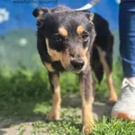 Pies do adopcji, Nowy Dwór Mazowiecki, 29 maja 2026