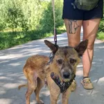 Pies do adopcji, Rytlów, 29 maja 2026