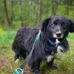 Pies do adopcji, Rytlów, 29 maja 2026