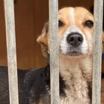 Pies do adopcji, Głowno, 31 maja 2026