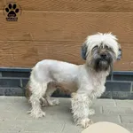 Stella