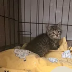 Stella