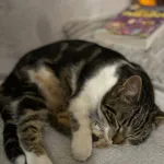 Gacuś