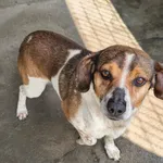 Pies do adopcji, Racibórz, 19 maja 2026