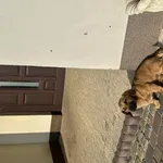 Hugo