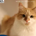 Kot do adopcji, Rzeszów, 2 czerwca 2026