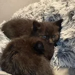 Znaleziono kota, Sosnowiec, 2 czerwca 2026